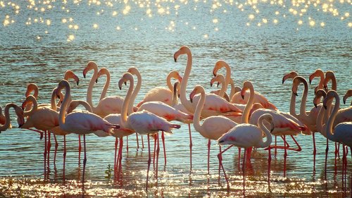 flamingos  lake  shimmer