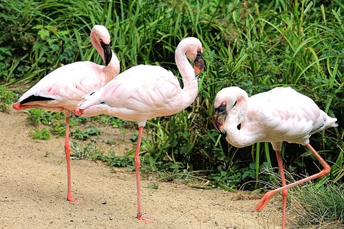 flamingos  birds  pink