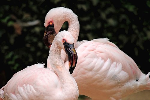 flamingos  birds  pink