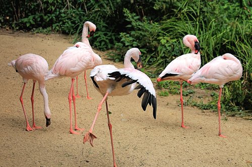 flamingos  birds  pink