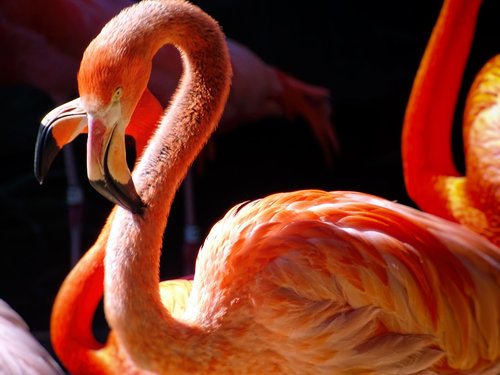 flamingos  zoo  san diego