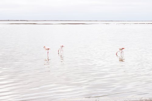 flamingos  walvisbay  namibia