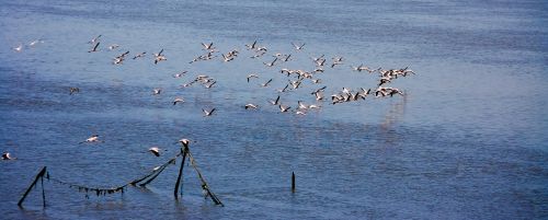 flamingos flock flocking