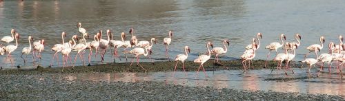 flamingos walking beach