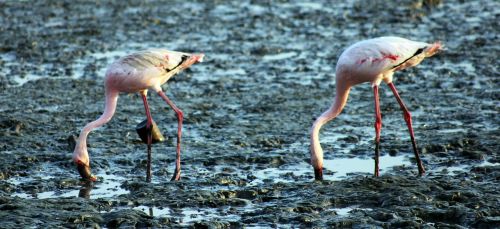 flamingos birds eating