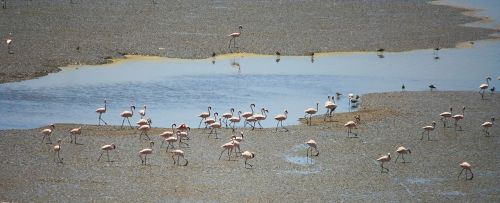 flamingos birds india