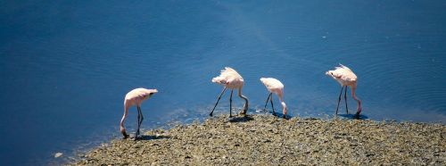 flamingos birds india