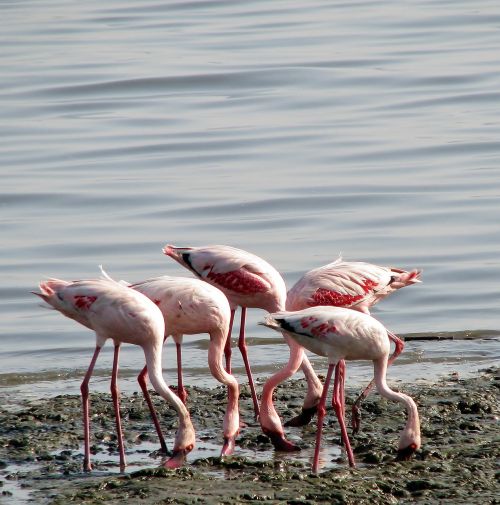 flamingos group birds