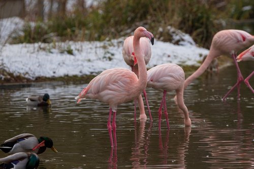 flamingos  birds  nature