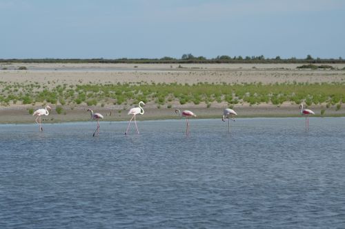 flamingos water camarque