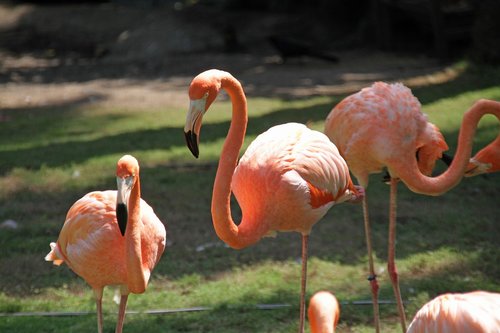flamingos  pink  birds