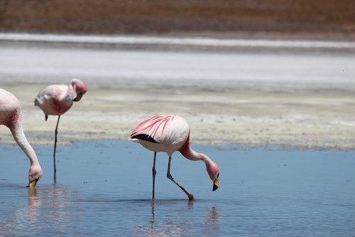 flamingos  lake  atacama