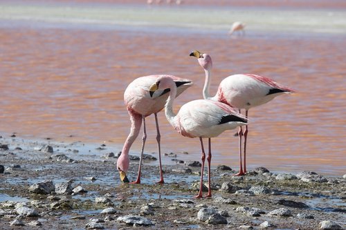 flamingos  lake  atacama
