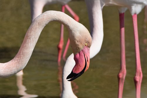 flamingos  pink  bird