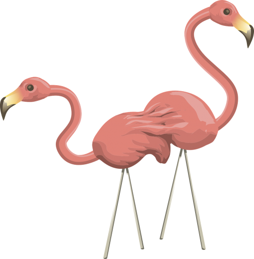 flamingos pink birds