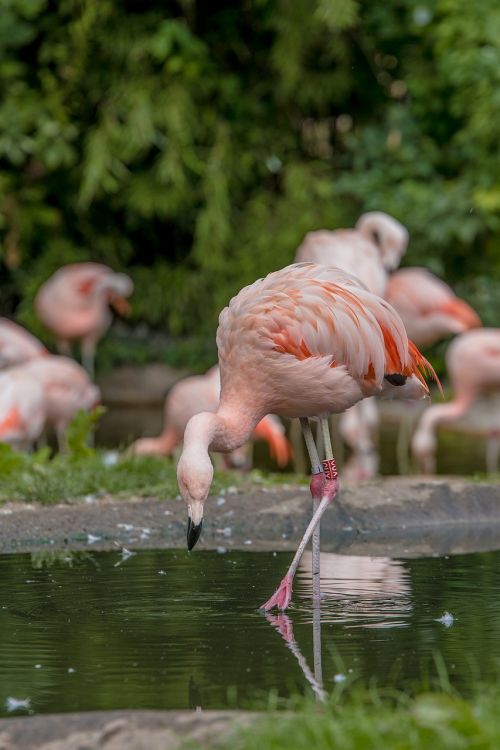 flamingos water water bird