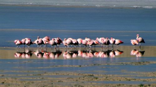 flamingos andes birds