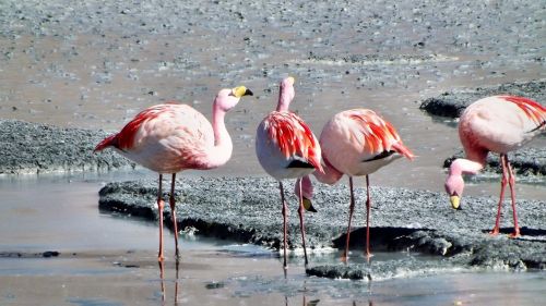 flamingos andes birds