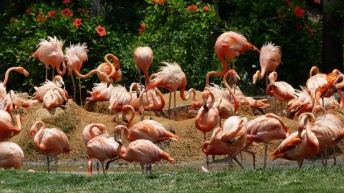 flamingos birds pink