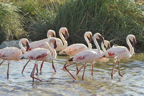 flamingos birds wild