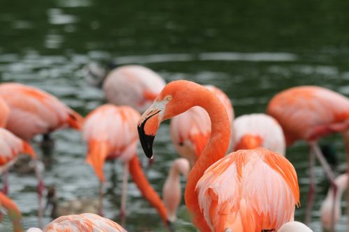 flamingos birds pink