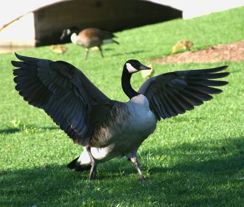 flapping wings canada goose