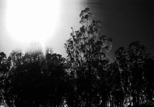 Flaring Sun In Black And White