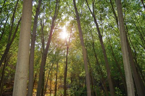 flash of the sun sunlight trees