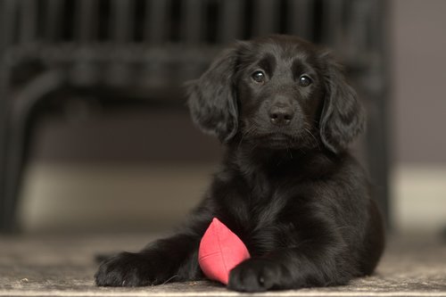 flatcoated  retriever  dog