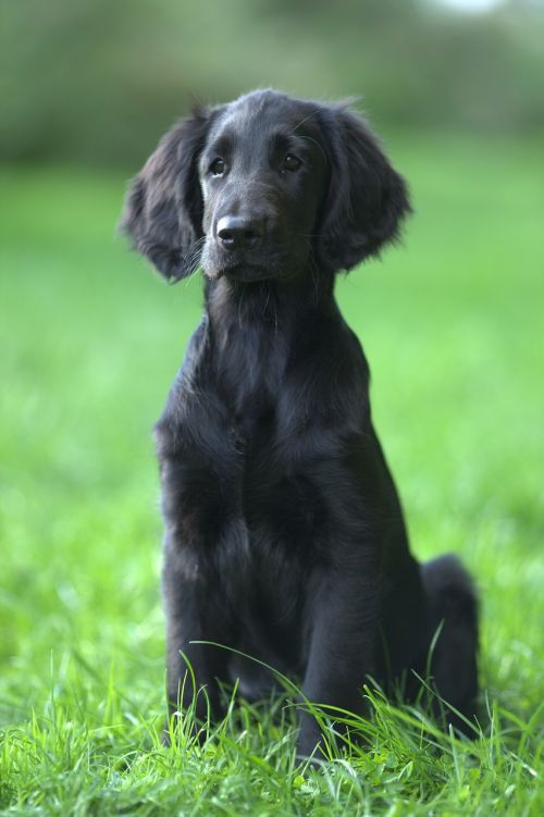 flatcoated retriever dog animal kingdom