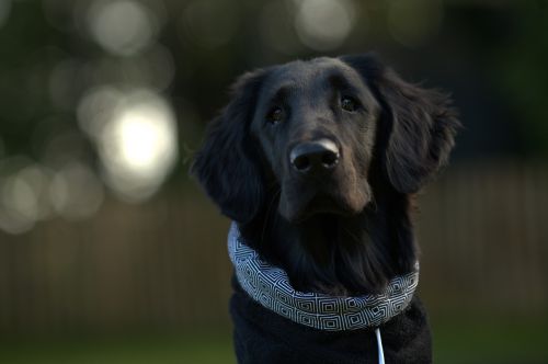 flatcoated retriever dog portrait