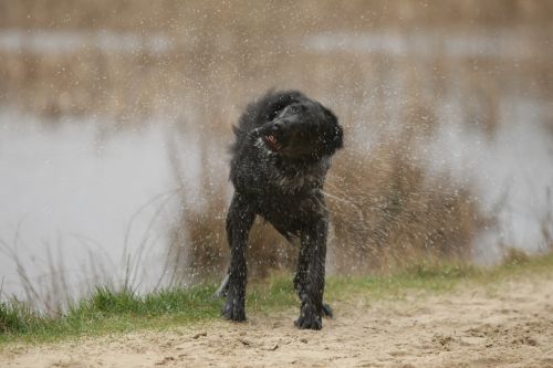 flatcoated retriever mammals dog