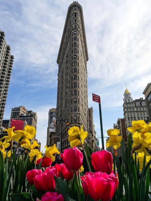 flatiron tulip city