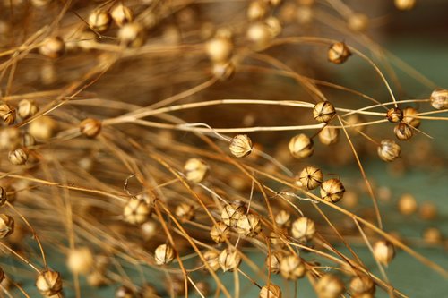 flax  lino  nature
