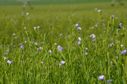 flax  linen flower  flax cultivation