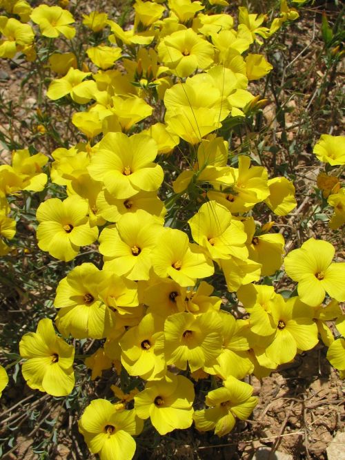 flax-weed yellow flowers wild