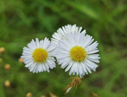 fleabane flowers wildflowers