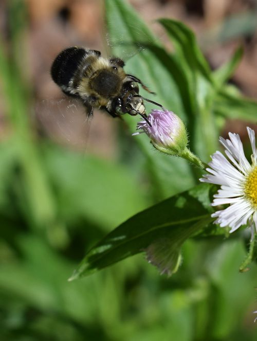 fleabane and bee bee fleabane