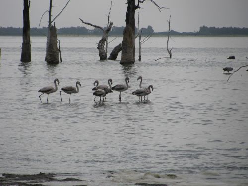 flemish laguna birds