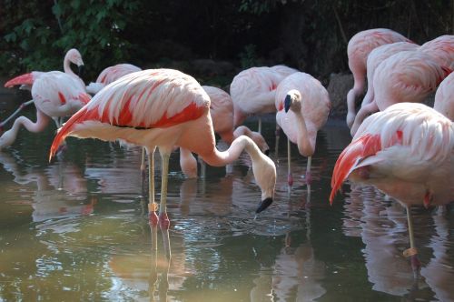 flemish zoo free animals