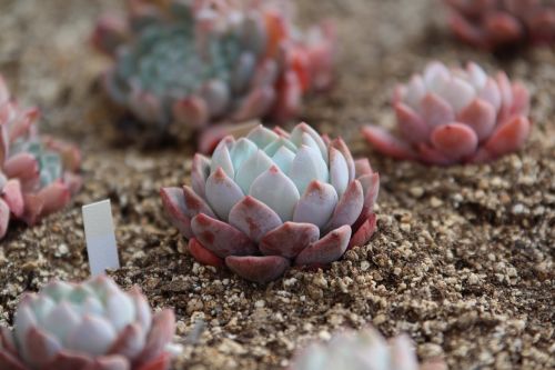 a fleshy plant fleshy in this cactus