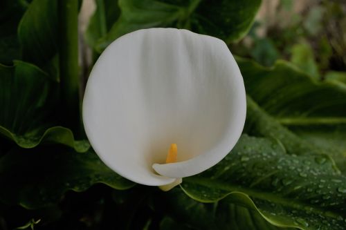 Flower Arum