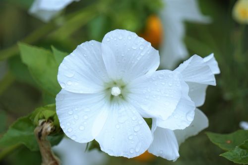 White Flower