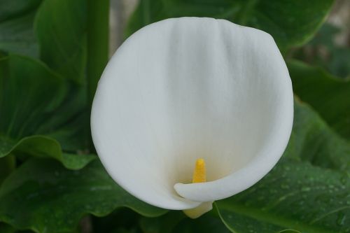 White Flower Arum
