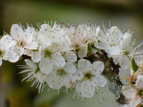 White Flower Tree