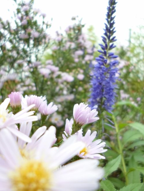 White And Blue Flower