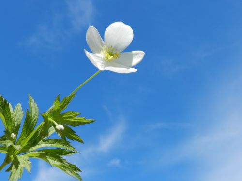 White Flower On Blue Sky