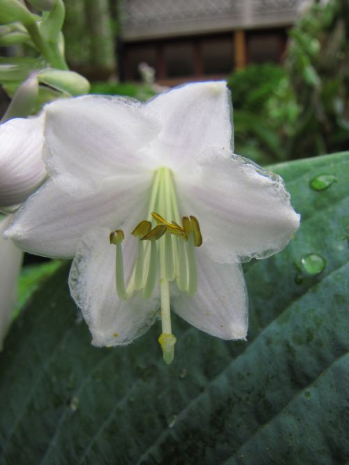 White Flower