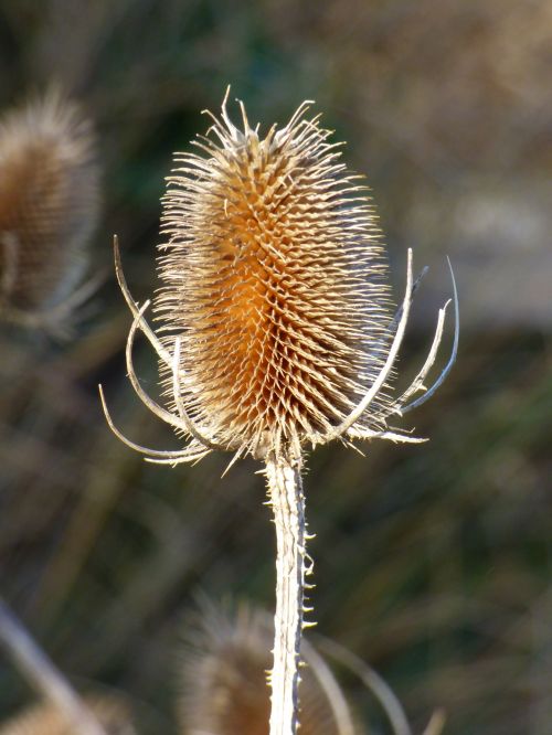 Autumn Flower