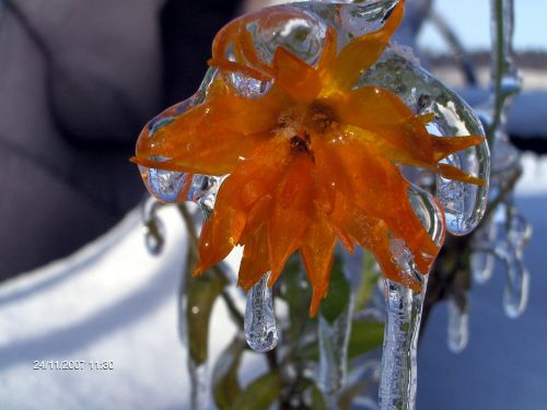 Ice Flower